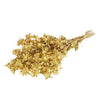 Bidens (Carthamus) gold