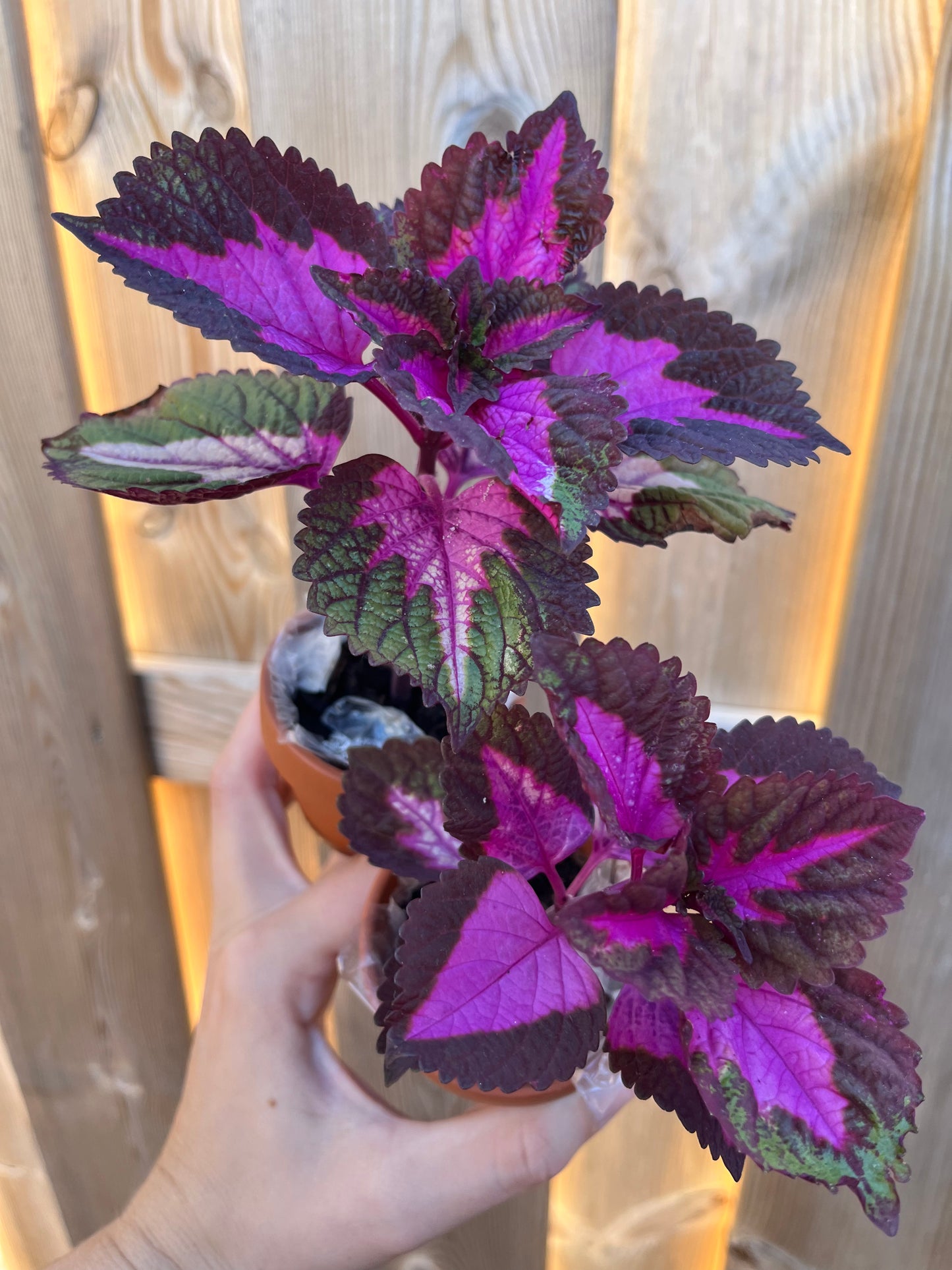 Siernetel stekje Coleus paars