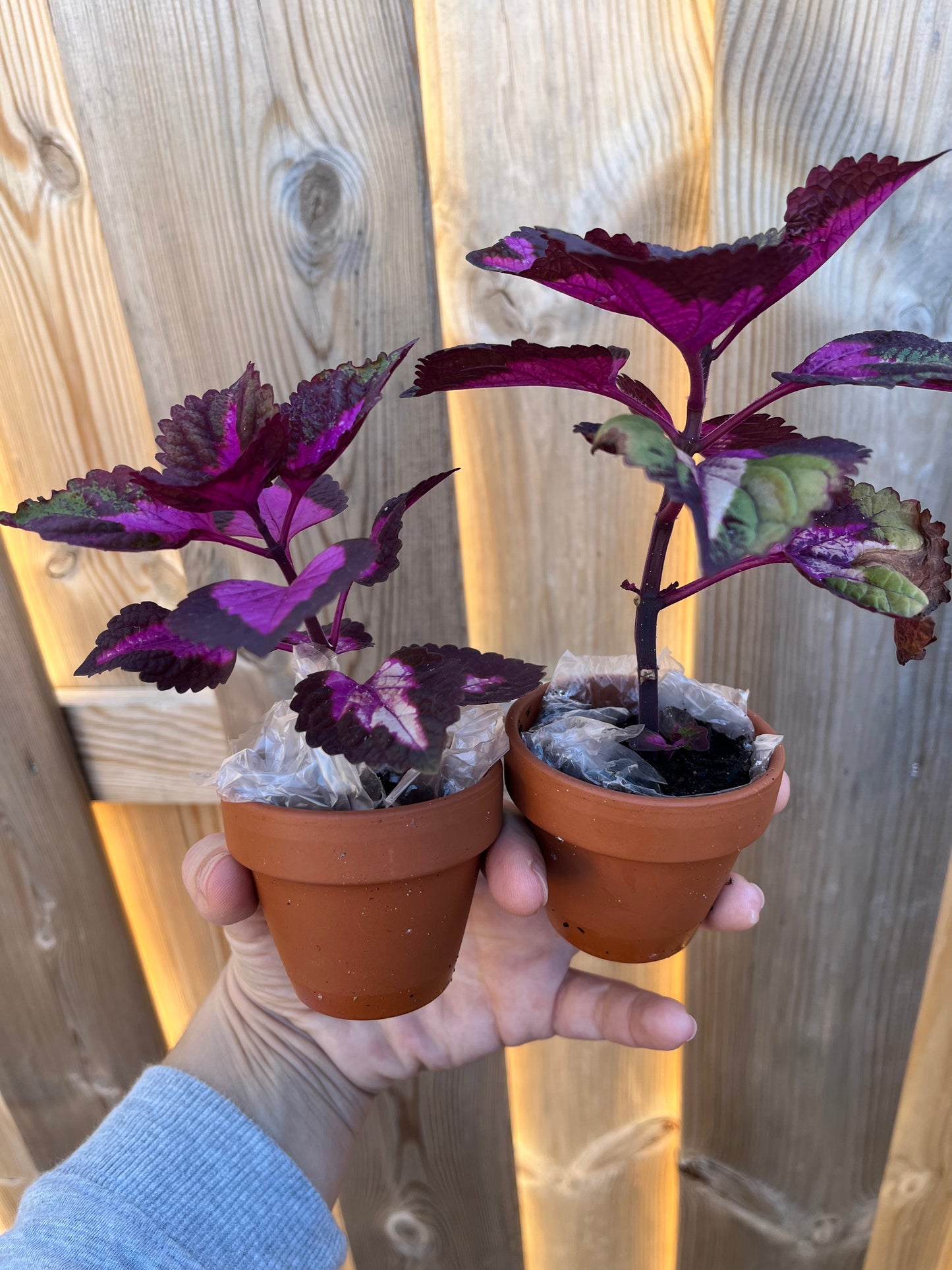 Siernetel stekje Coleus paars