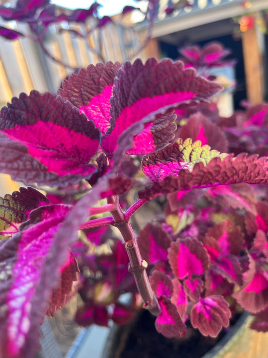 Siernetel stekje Coleus paars