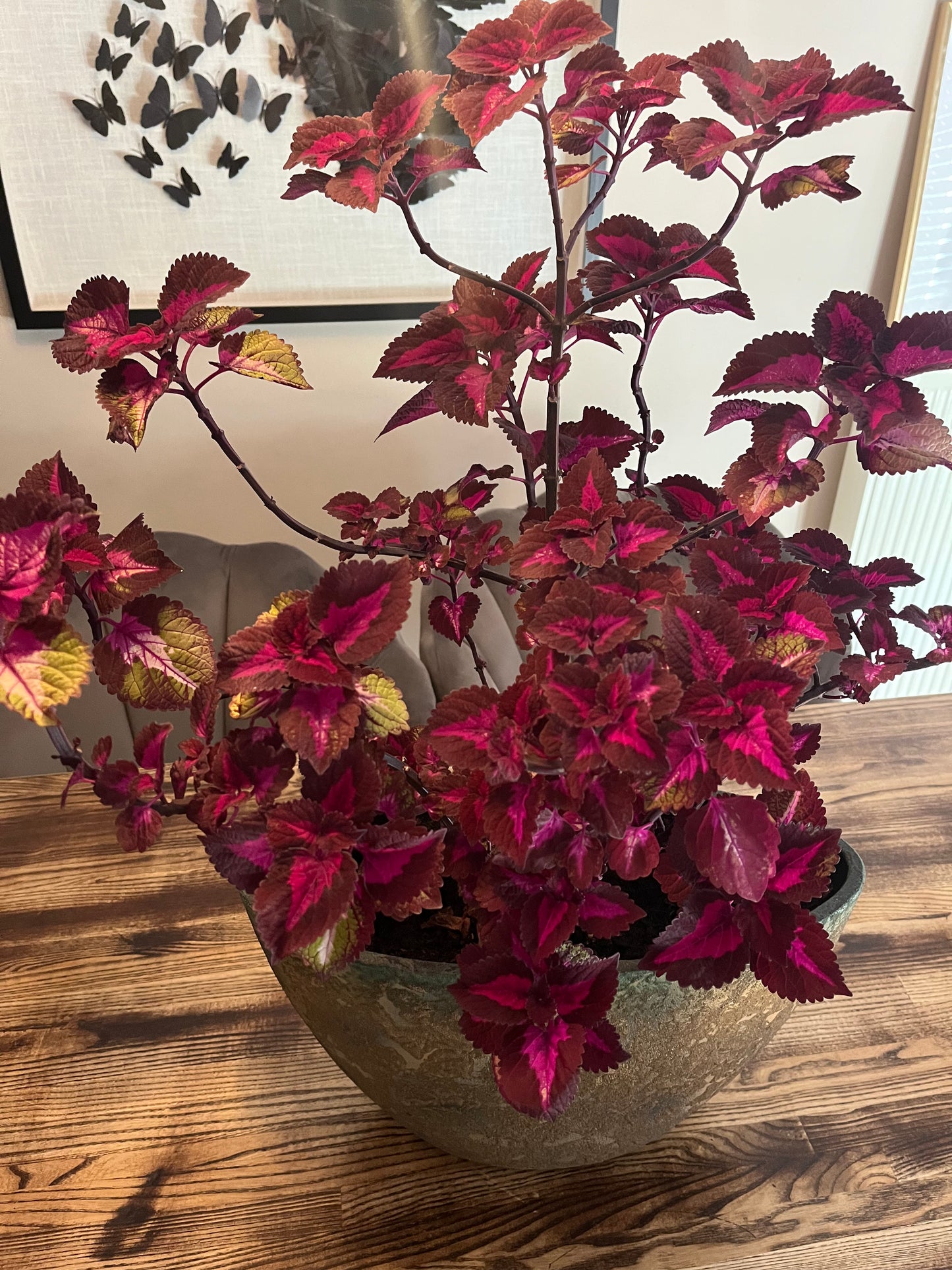 Siernetel stekje Coleus paars