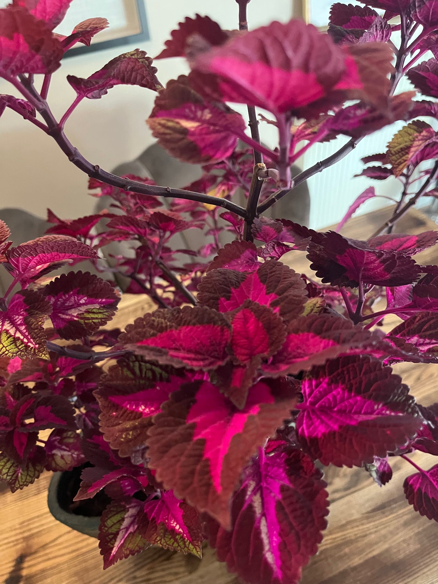 Siernetel stekje Coleus paars