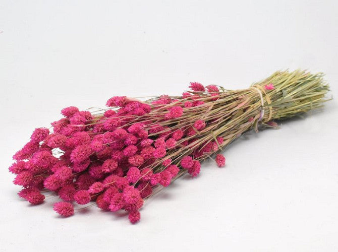 Phalaris Roze