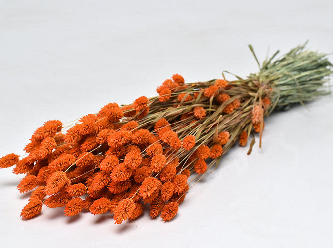 Phalaris Oranje