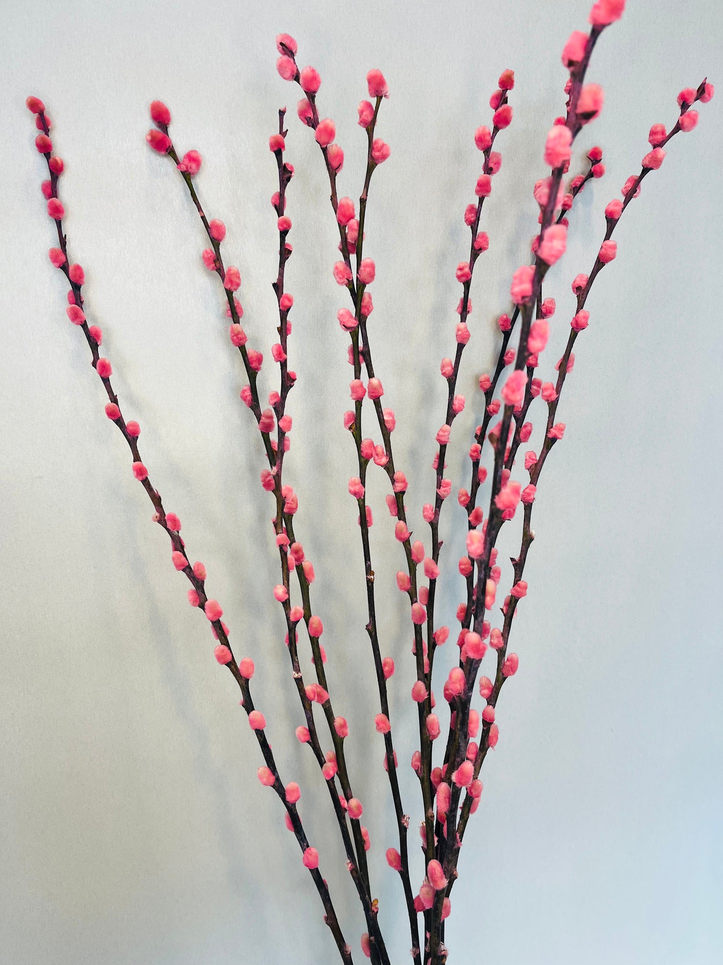 Wilgenkatjes roze Salix 10 stuks